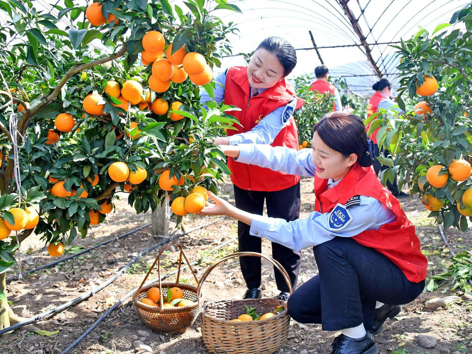 果农的一个“微心愿” 一群人帮她办了场直播来兑现