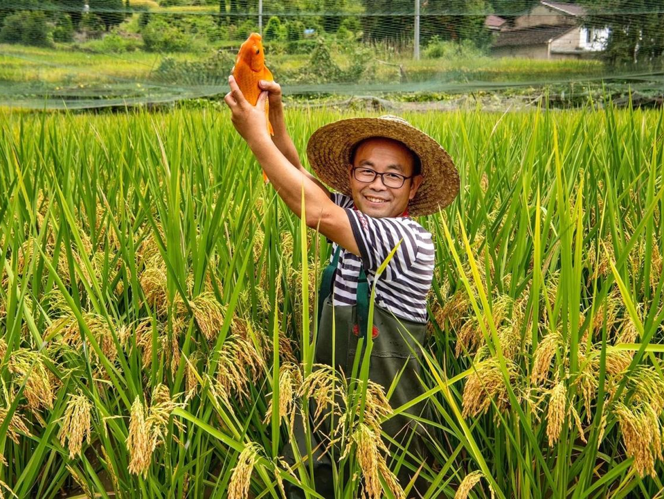 浙江青田稻鱼共生系统