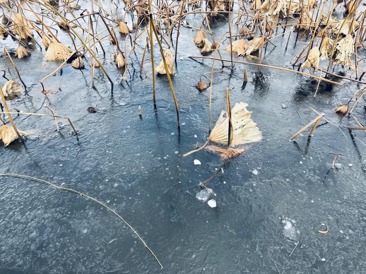 那一年西湖可溜冰,结全冰为何难再现?西湖结冰的那些往事