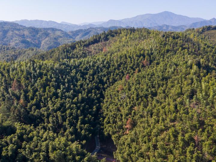 国家林草局启动国有林场试点建设 开展森林可持续经营