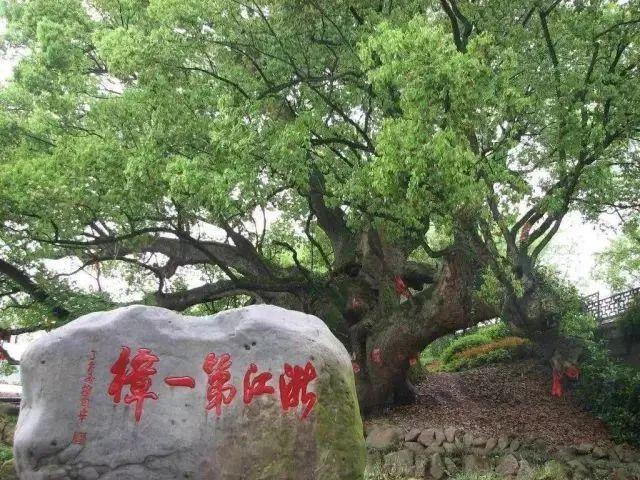 丽水路湾古樟入选 “中国十大最美古樟树”
