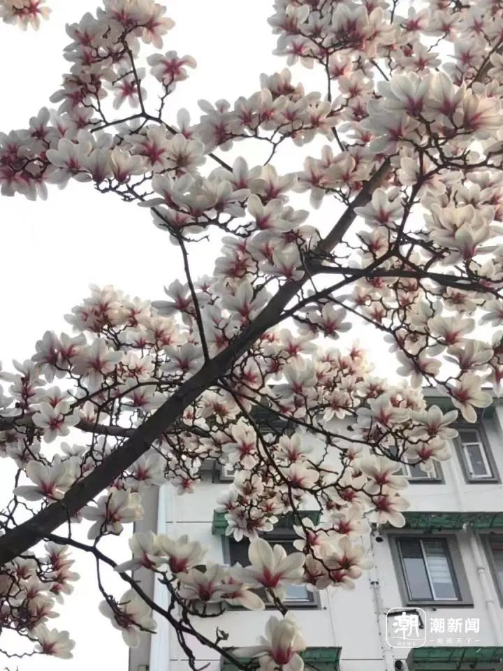 惊艳！杭州花界“顶流”盛放