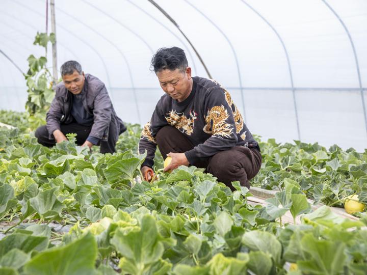 浙江三门甜瓜住上三层大棚 抢鲜上市