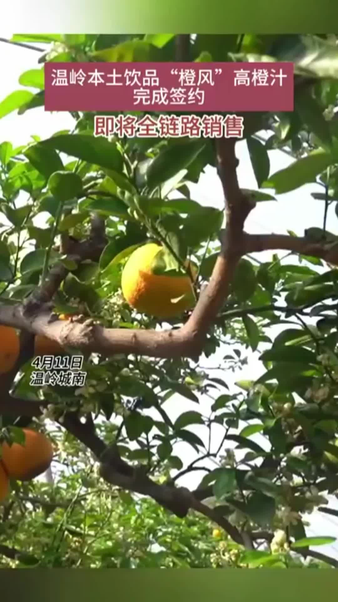 藏不住了!温岭本土饮品高橙汁即将上线-台州频道