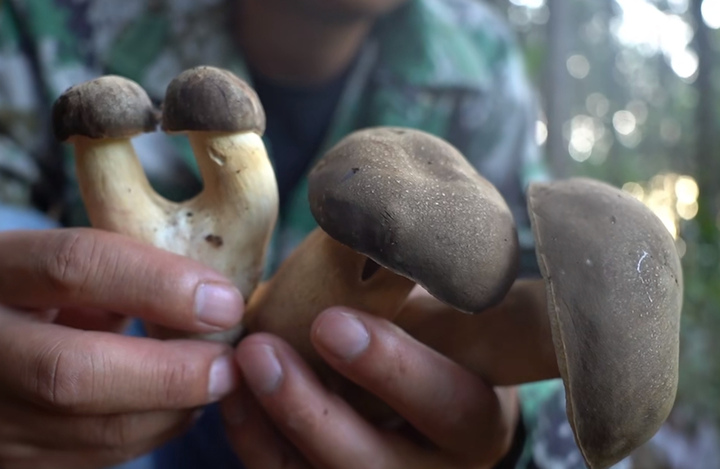 到庆元大山寻觅野生牛肝菌