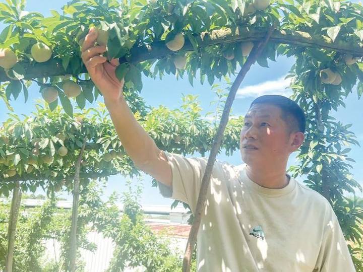 桃形李赏味正当时
