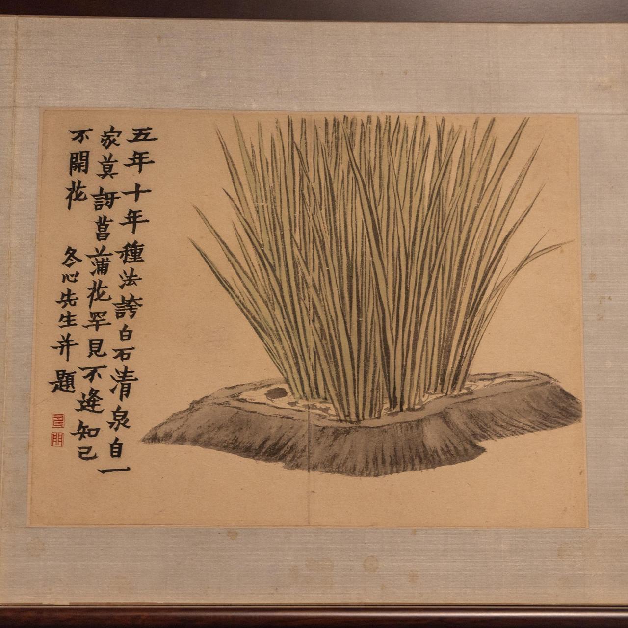 江南物语｜石菖蒲