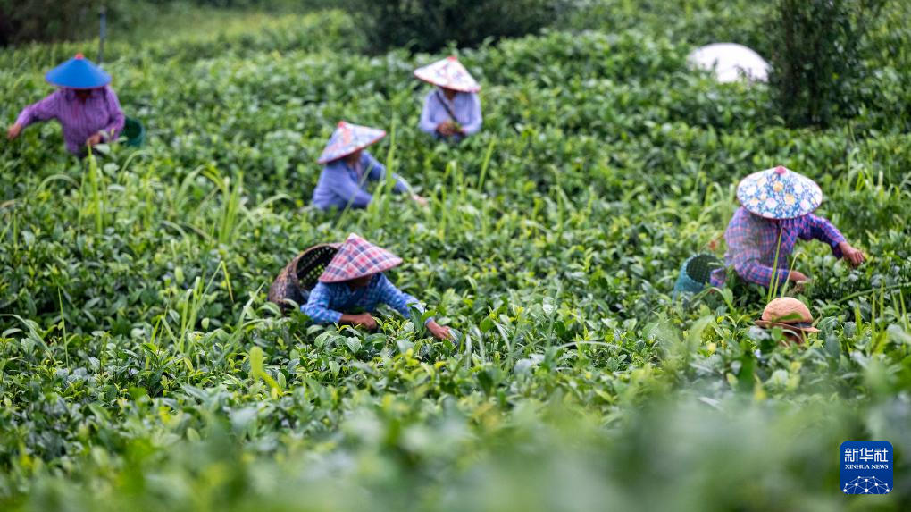 茶旅融合促发展 梧州夏茶采收忙