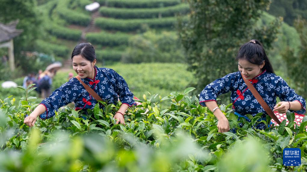 茶旅融合促发展 梧州夏茶采收忙