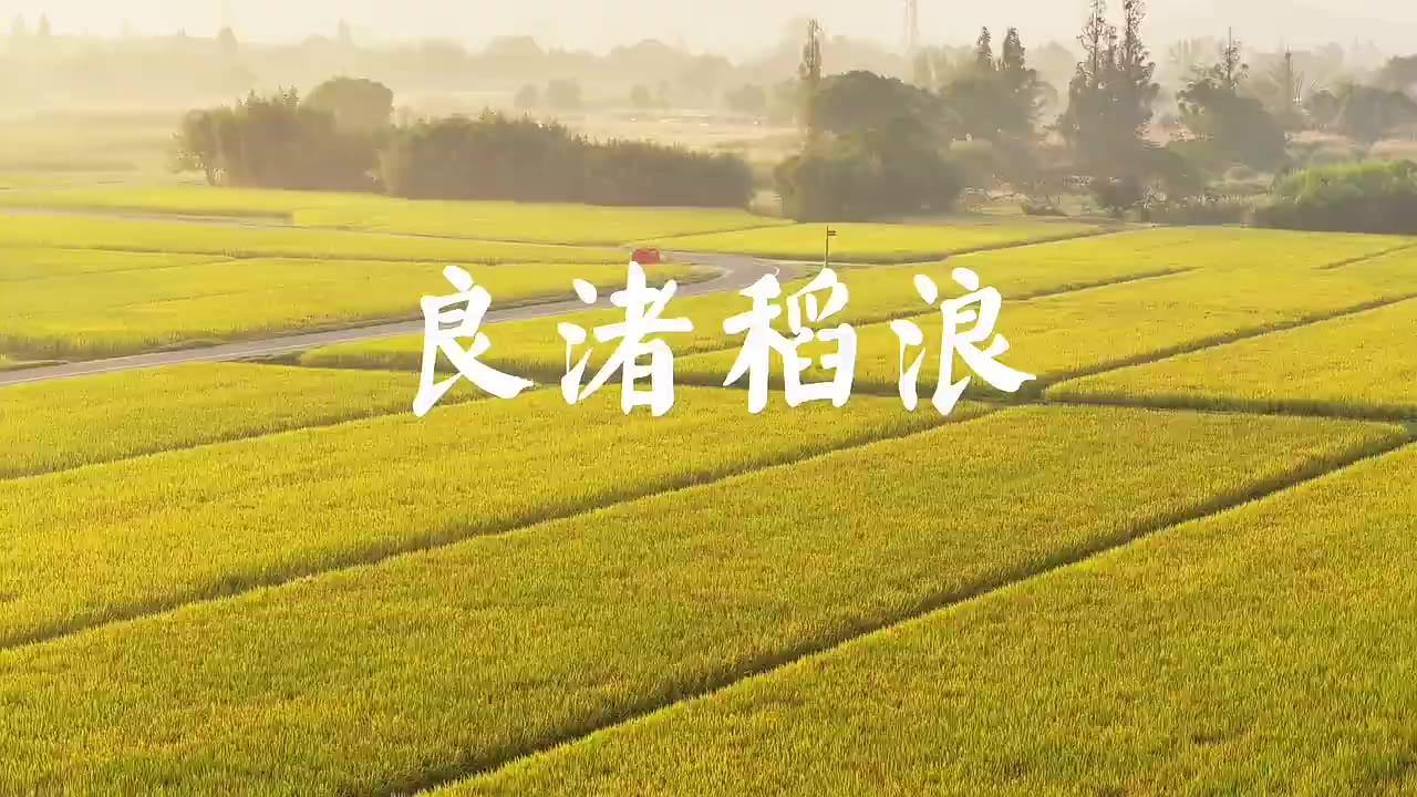 十月的杭州良渚古城遗址公园稻香四溢