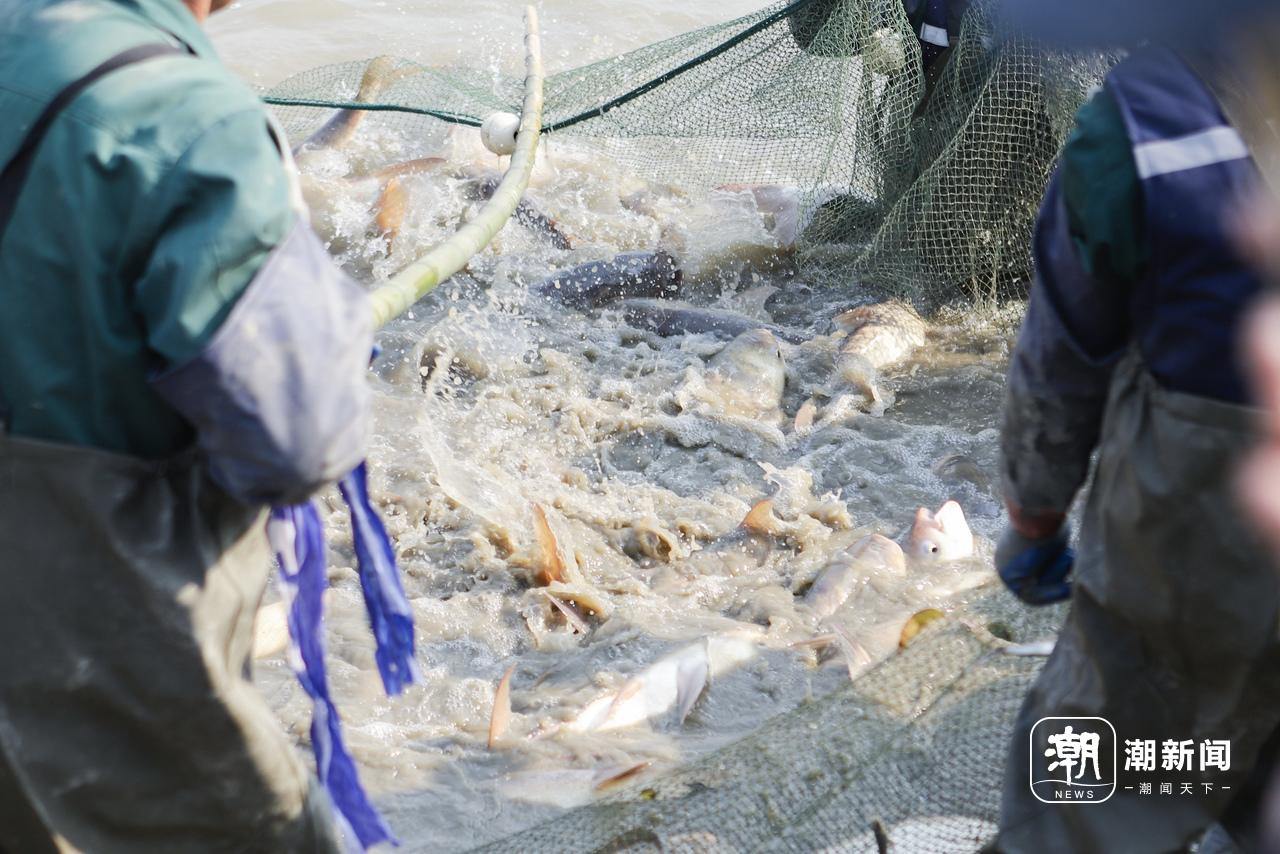 鱼王45斤!浙大海宁国际校区拉网捕鱼迎冬至