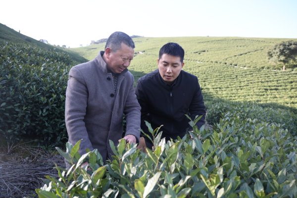 法官助理许伟：让“法治阳光”照耀致富“金叶子”
