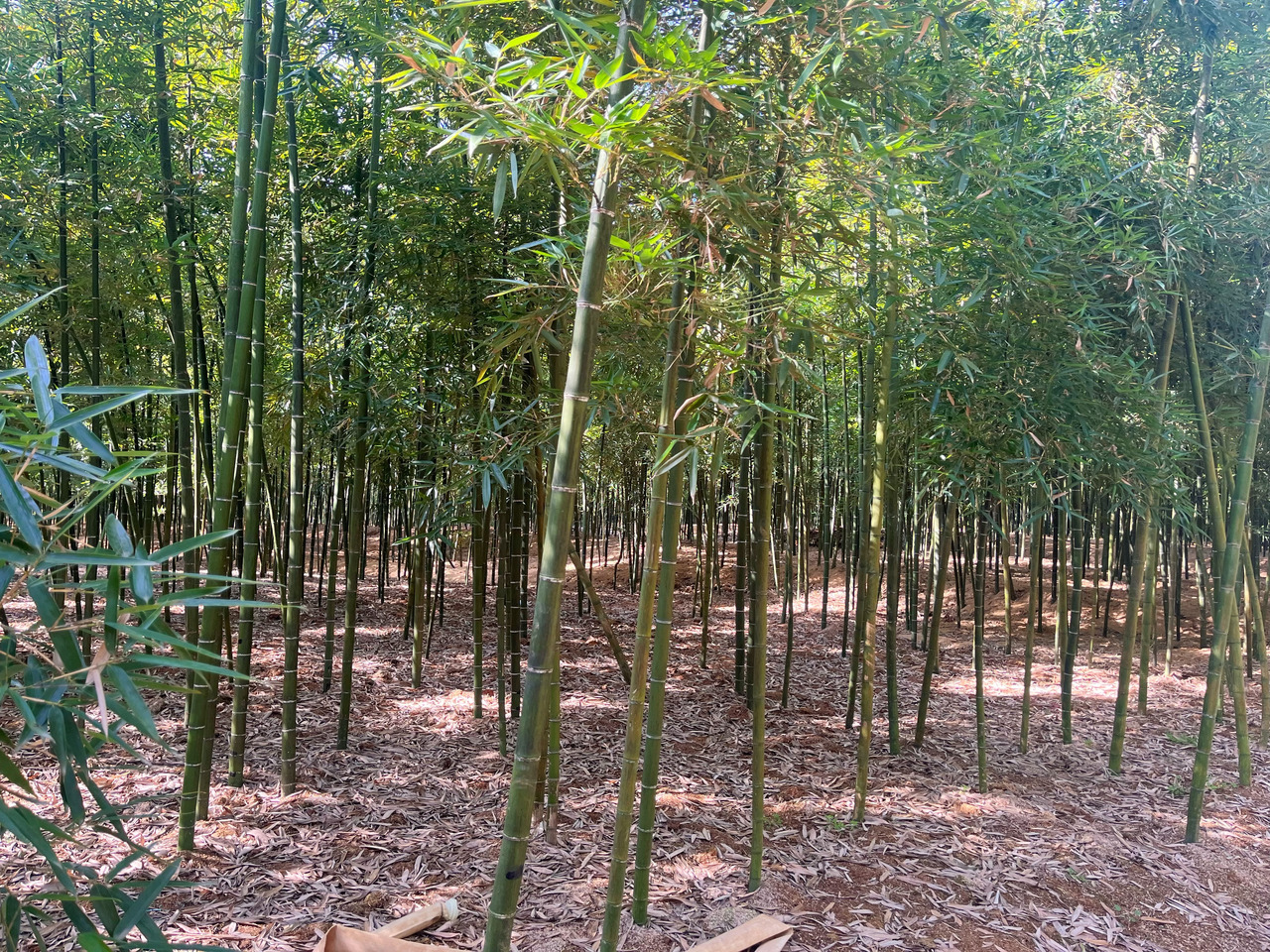 食用竹成“致富竹” 常山雷笋进入集中上市高峰期