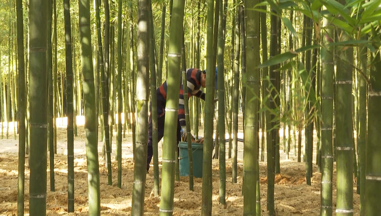 食用竹成“致富竹” 常山雷笋进入集中上市高峰期