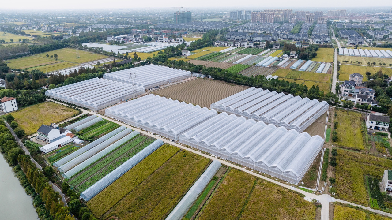 写在大地上的新时代“新仓经验”：平湖新仓友联村“合作”壮大西甜瓜产业