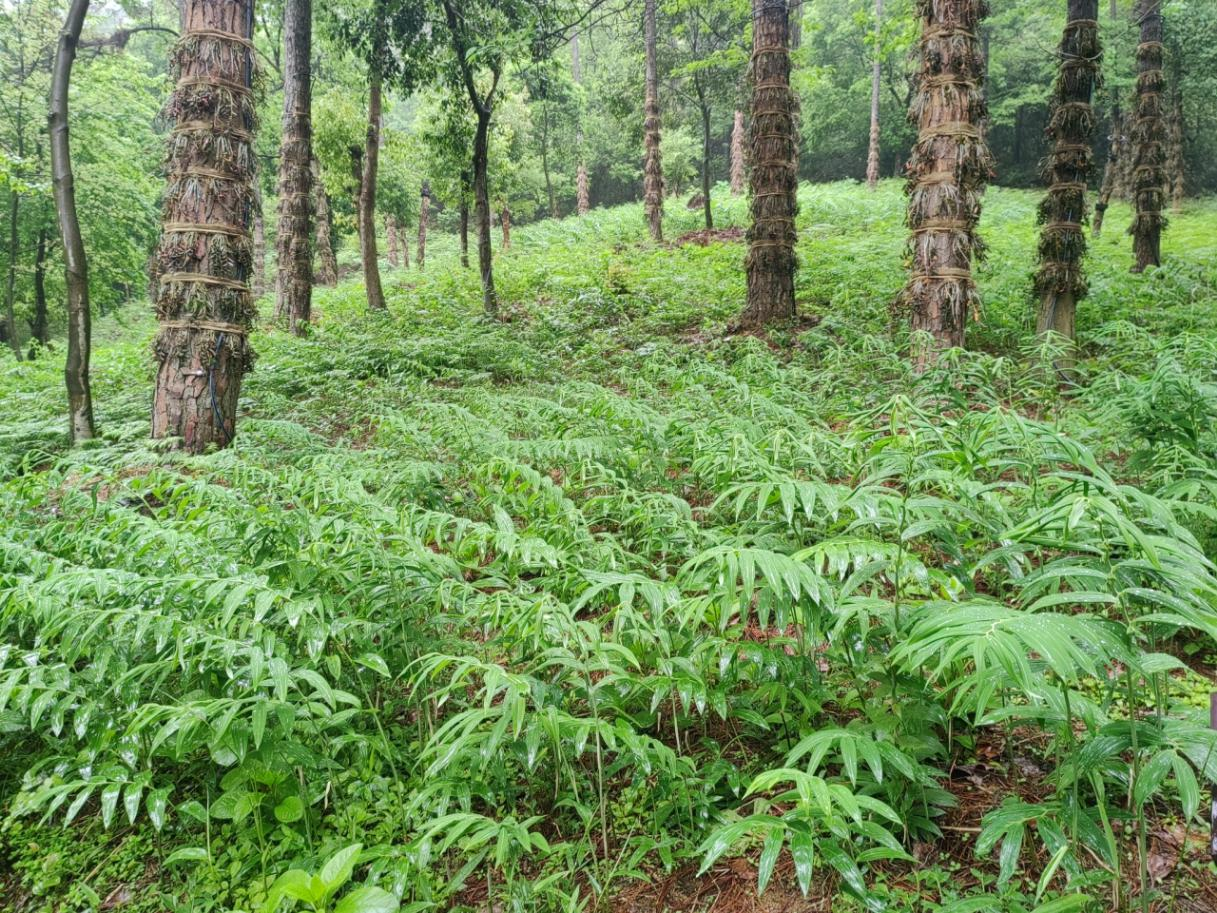 全国试点林场③|余杭区长乐林场：续写百年发展的奋进长卷