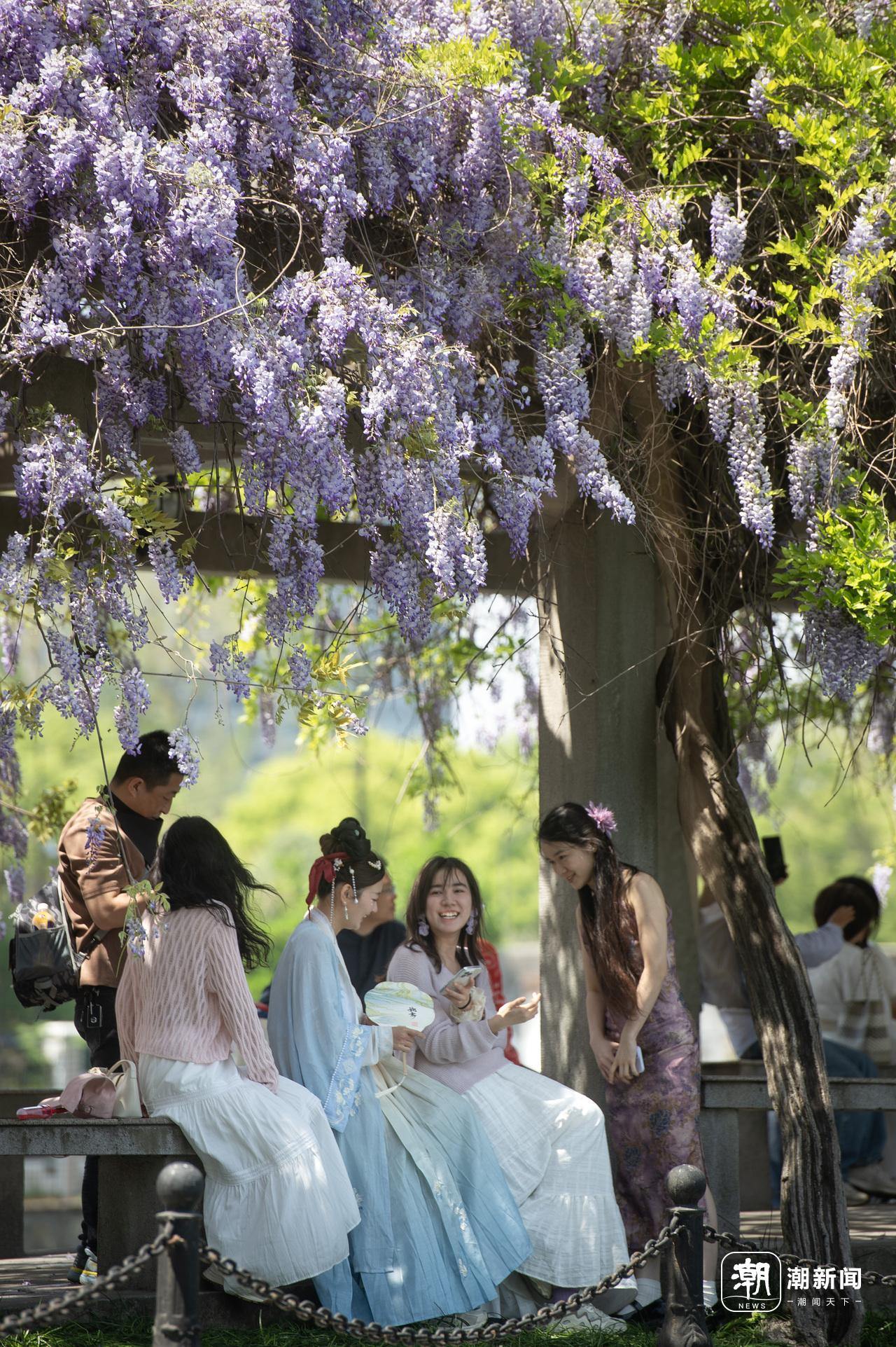 浙大华家池紫藤花长廊梦幻绽放