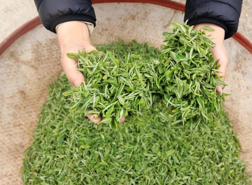 明前茶嫩芽-新华社.png