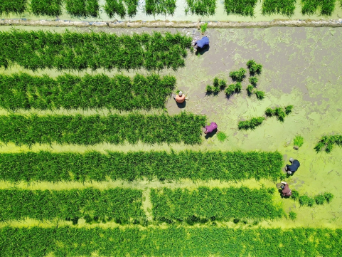 Lishui enters prime wild rice stem planting season