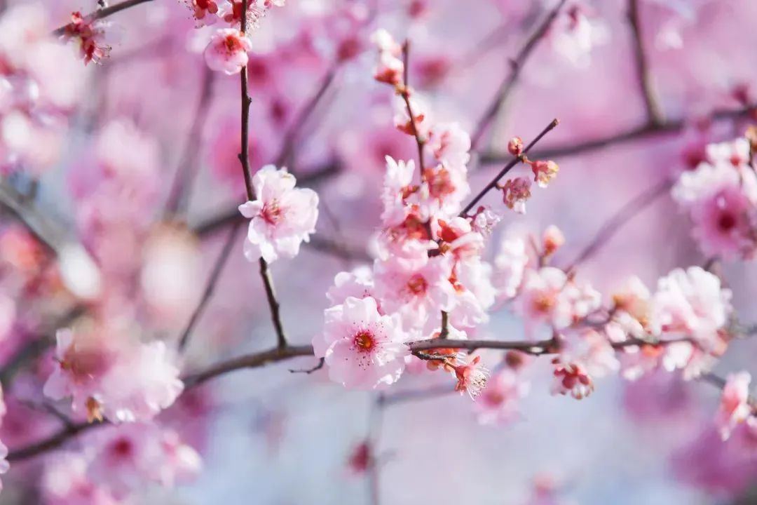 樱花1.jpg