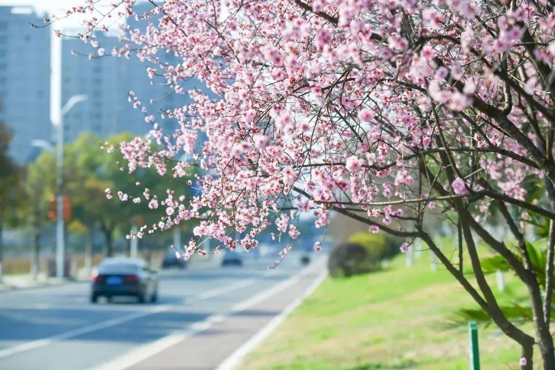 樱花2.jpg