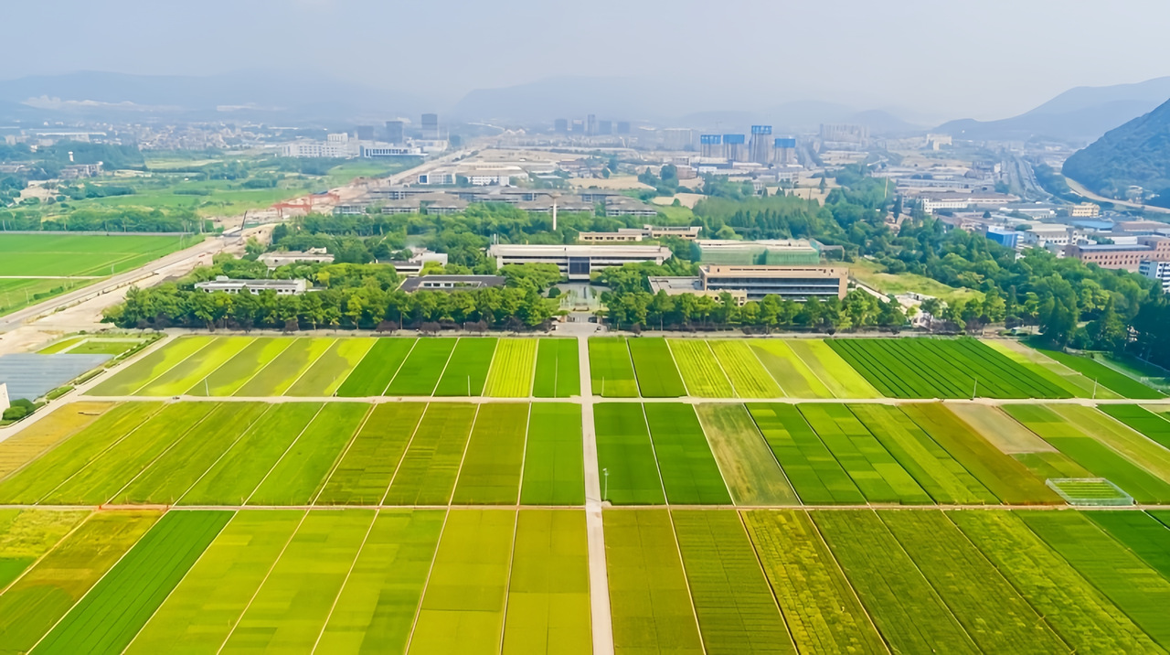 中国水稻研究所富阳试验基地。受访单位供图 中国水稻研究所富阳试验基地。受访单位供图