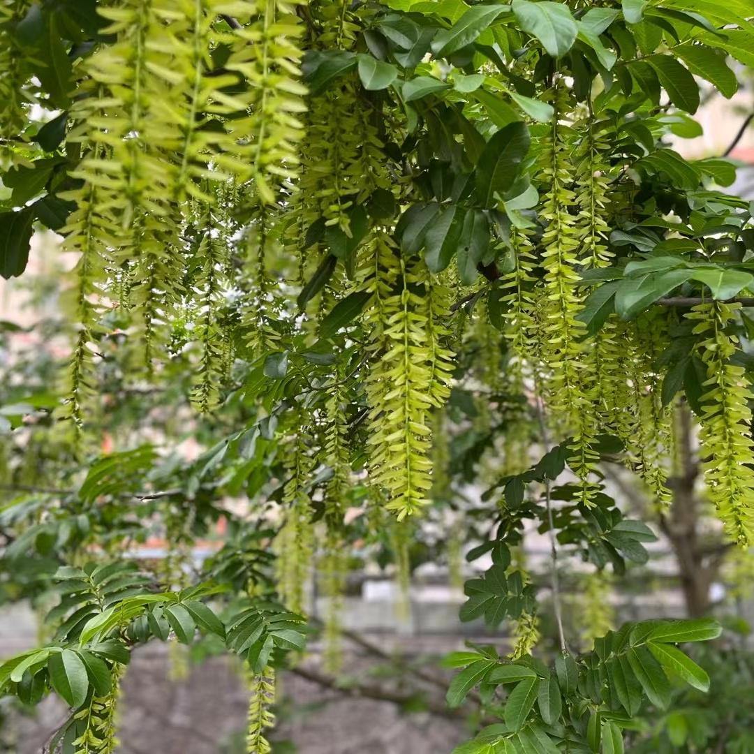 写点生活|枫杨花,摇曳串串相思