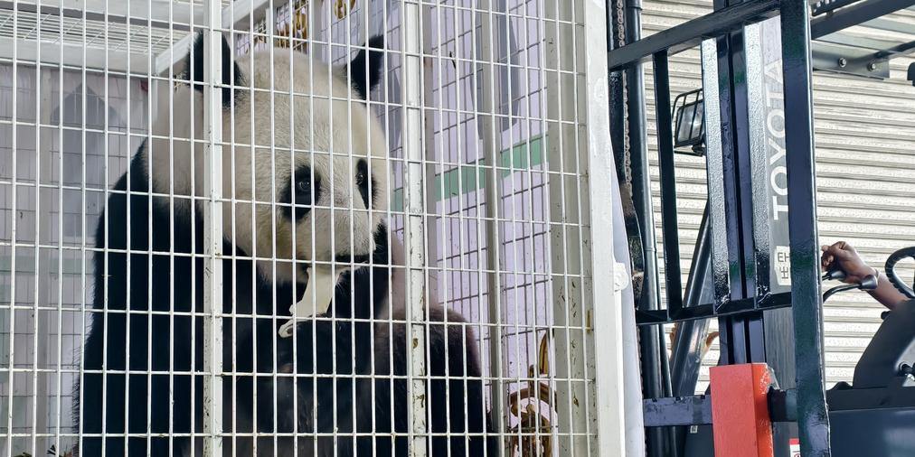 欢迎回家！旅马大熊猫“福娃”和“凤仪”启程回国