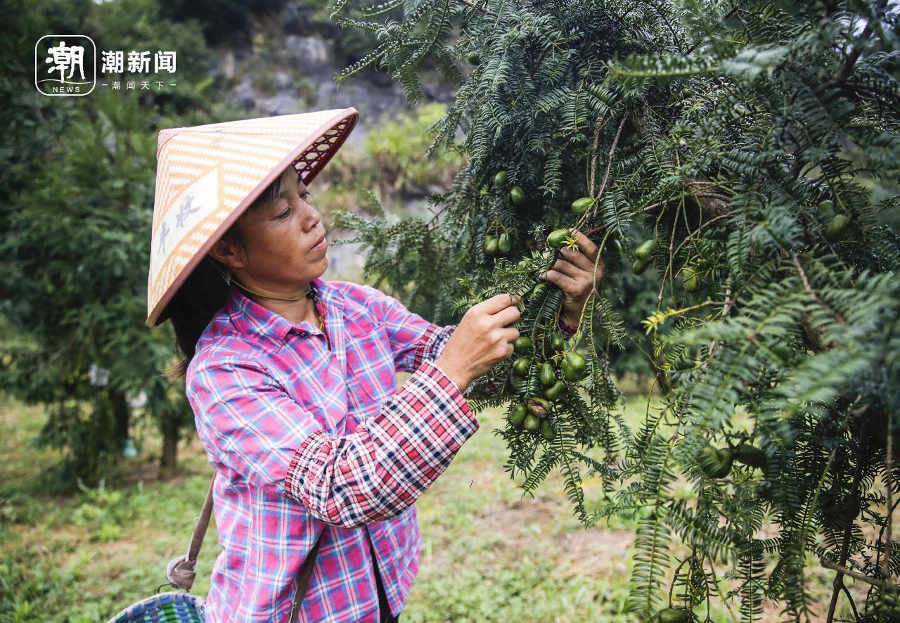 1淳安县枫树岭镇凤凰庙村的香榧基地。拍友 徐金华 王建才 摄(浙报集团资料图片).jpg