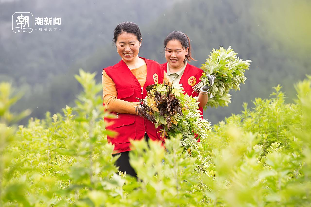 1淳安县大墅镇艾草园。拍友 谢航凯 摄(浙报集团资料照片).jpg