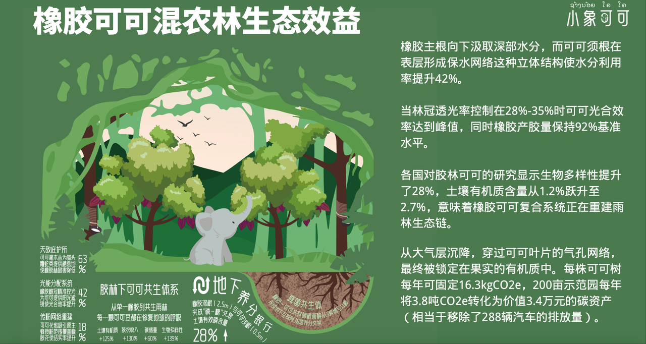 潮声丨西双版纳橡胶林,种下一颗“金豆豆”