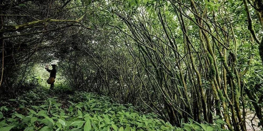 荒野茶，“含绿量”变为“含金量”