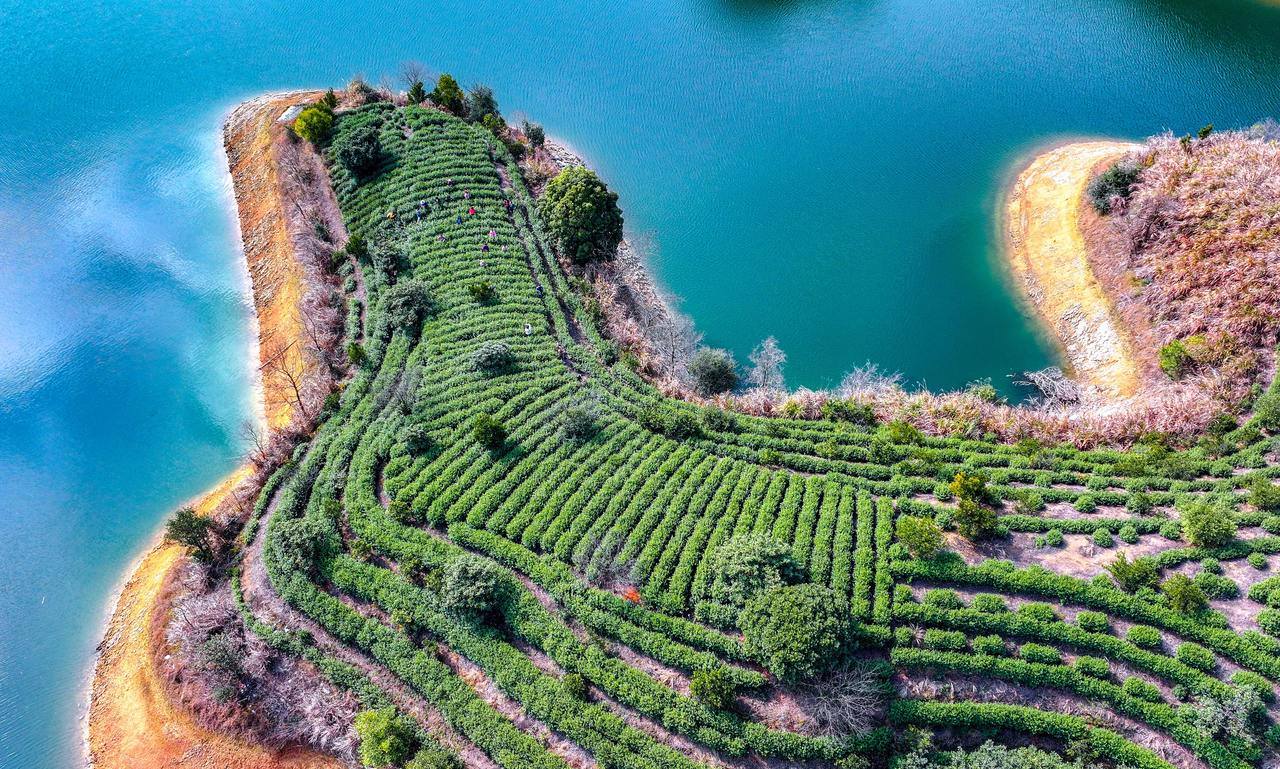 2025年3月1日,淳安县里商乡塔山村,千岛湖岛屿生态茶园基地。拍友 杨波 方利峰 摄(浙报集团资料照片).jpg