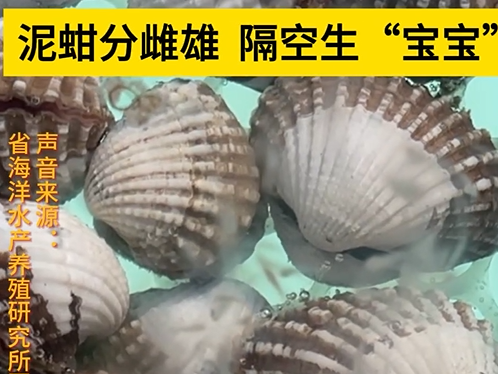 泥蚶怎么生“宝宝”?记者在全国最大泥蚶种质资源场巧遇这一幕