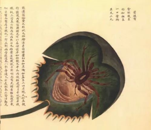 晚潮|海有介虫,厥名曰鲎