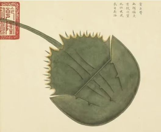 晚潮|海有介虫,厥名曰鲎
