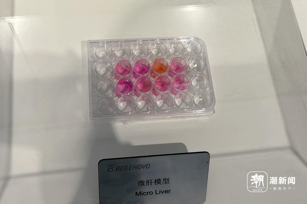 1-2 微肝模型。潮新闻记者 吴馥梅 摄.JPG