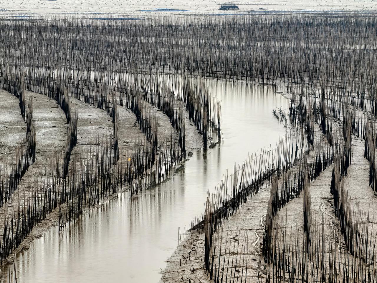 晚潮｜福建霞浦沙江S湾：一幅如梦如幻的滩涂水墨画