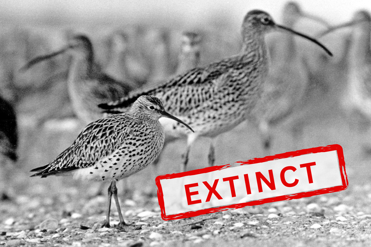 EXTINCT (3).png