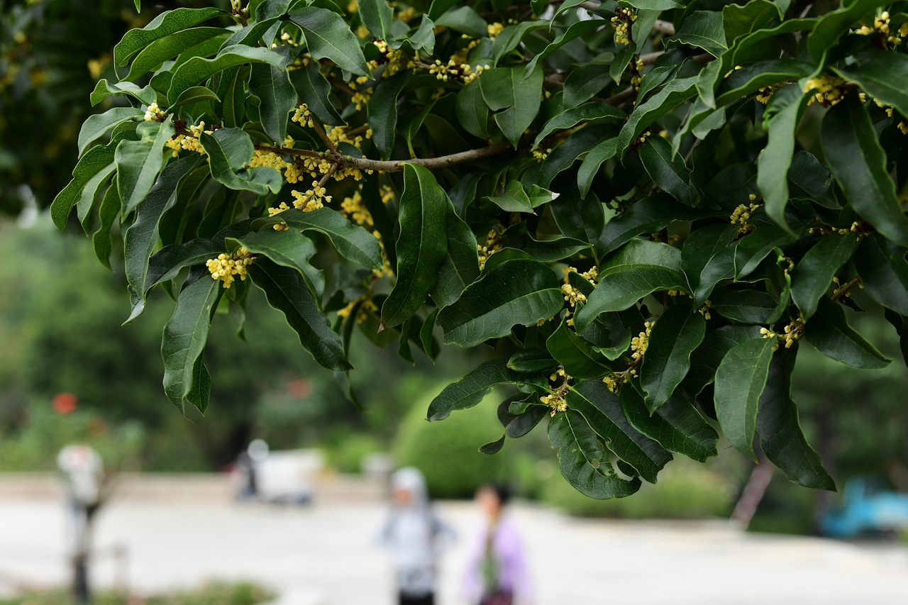 回暖和桂花香都在路上,终于等来美好金秋,这天冲击27℃