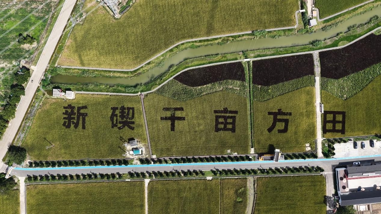 千亩方田 图片由翁天煜摄.jpg
