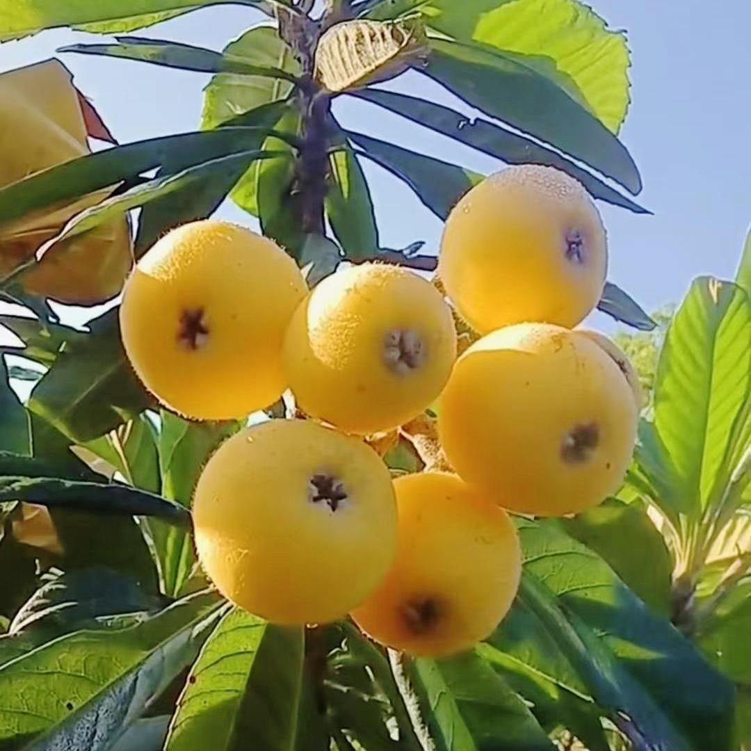 晚潮｜院里的枇杷树