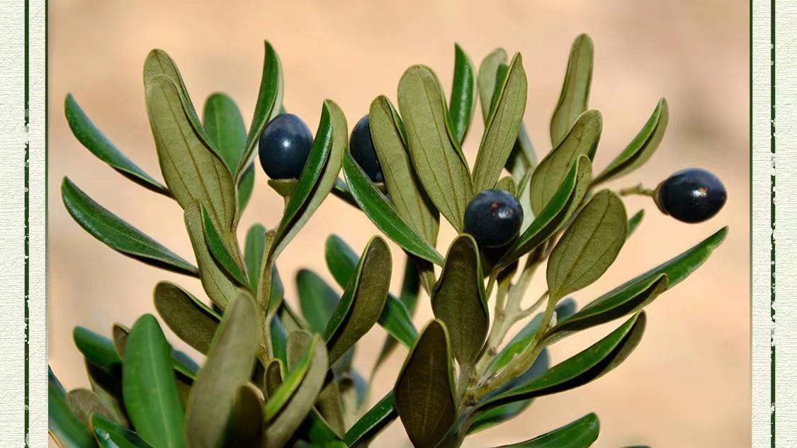 有一种“圆头”植物叫圆头叶桂，你认识了吗？