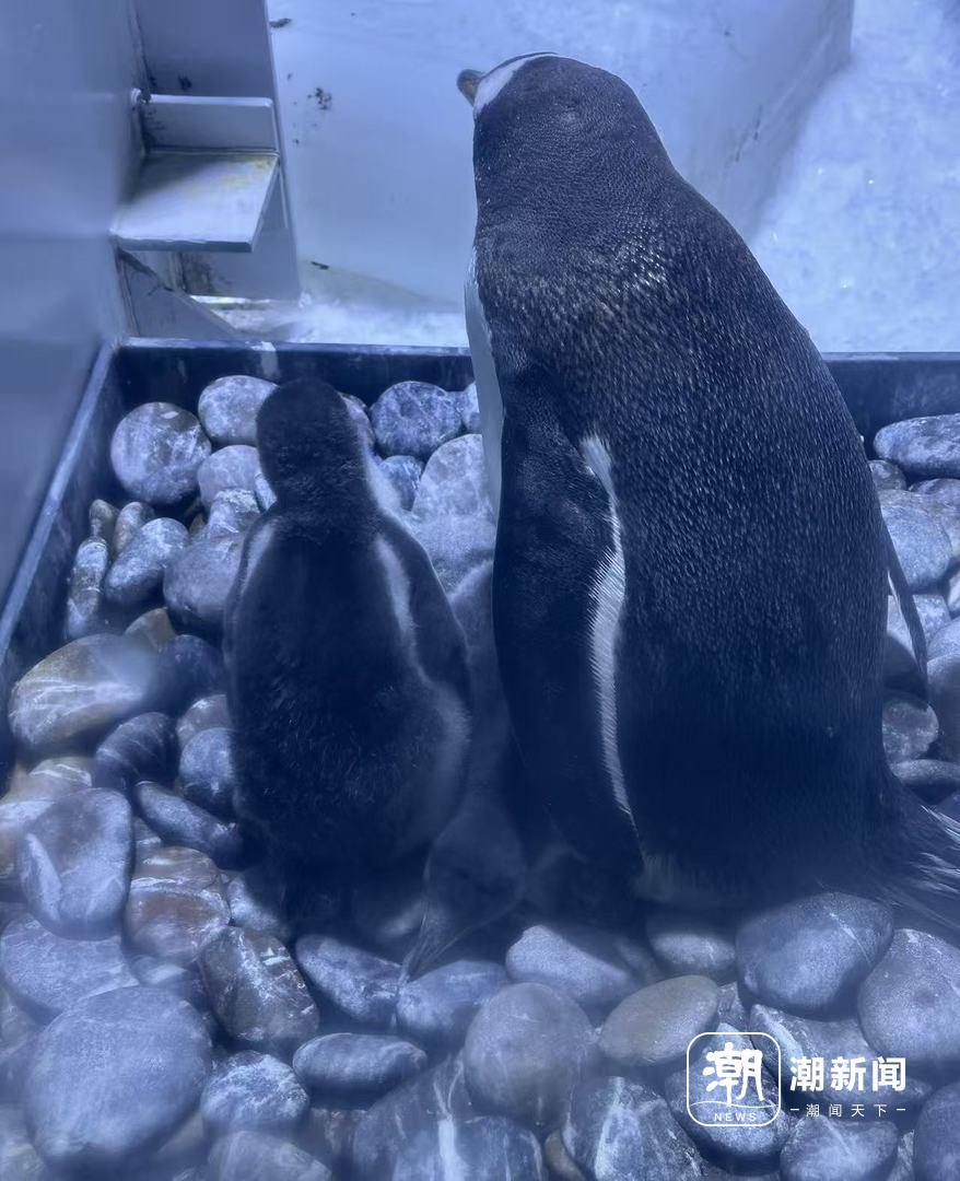 挤爆了！杭州长乔极地海洋公园新宠：金吒、木吒、哪吒