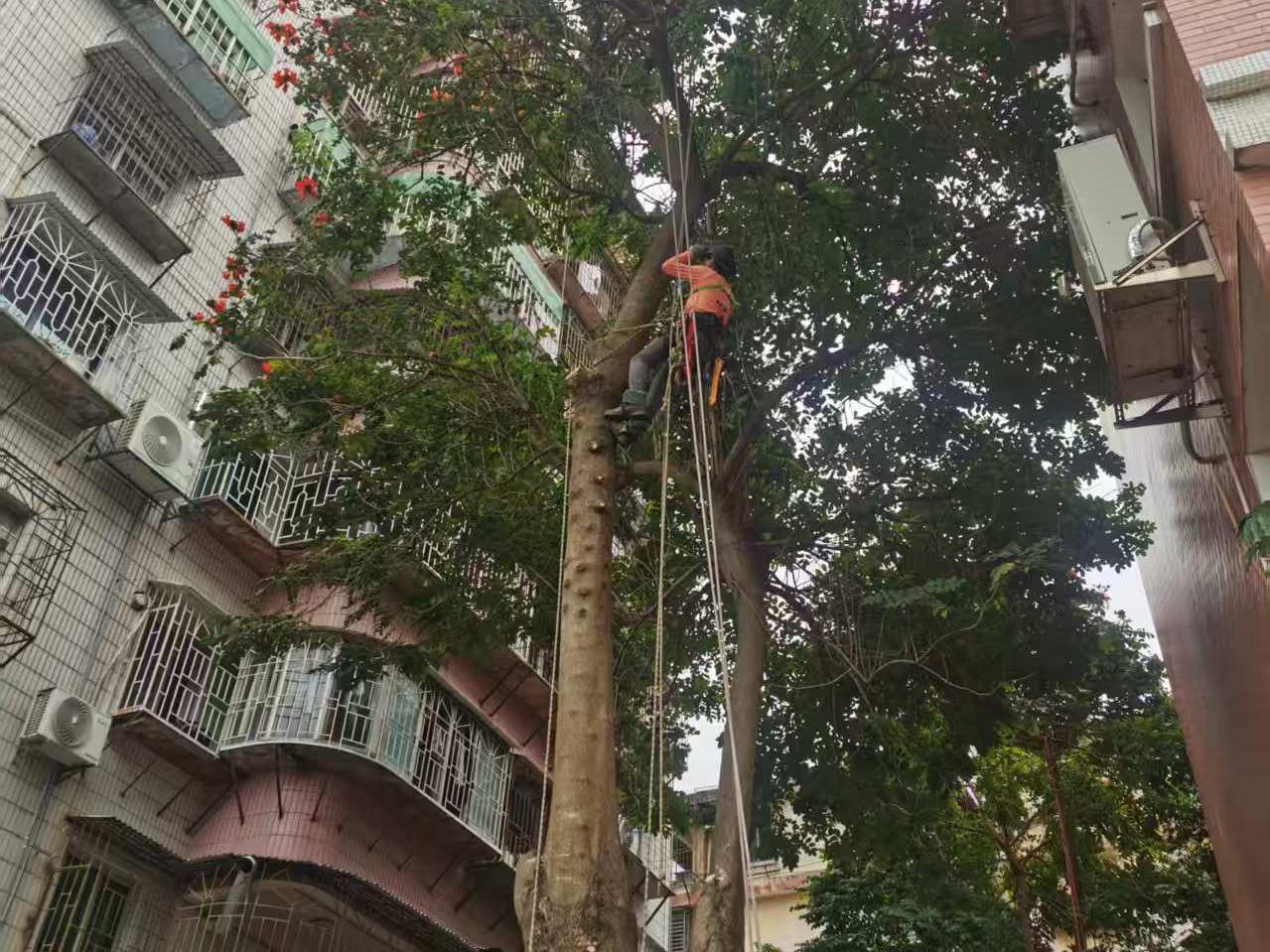潮声丨爬树也能修学分？攀树课走入高校背后