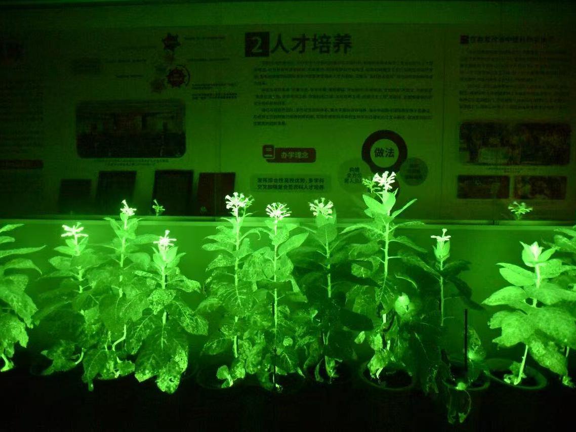 家里能不能养?可不可以吃?关于“发光植物”,你想知道的都在这里
