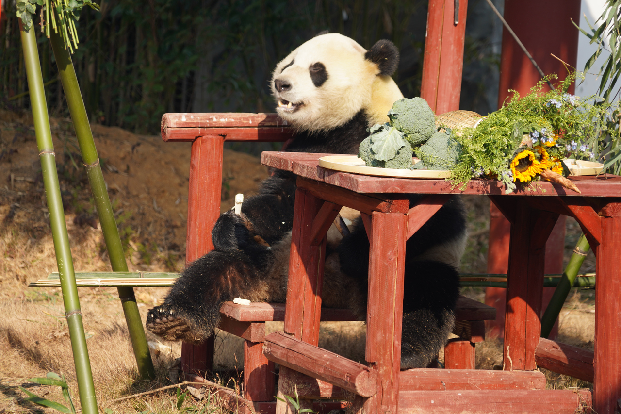 大熊猫“壹壹”在新家正式亮相。 受访单位供图