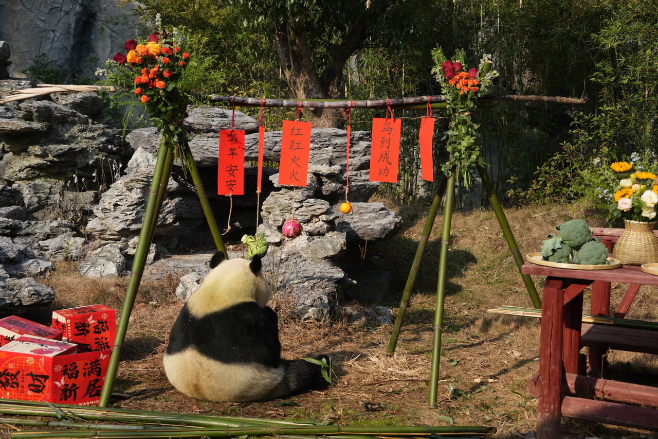 大熊猫“壹壹”在新家正式亮相。 受访单位供图