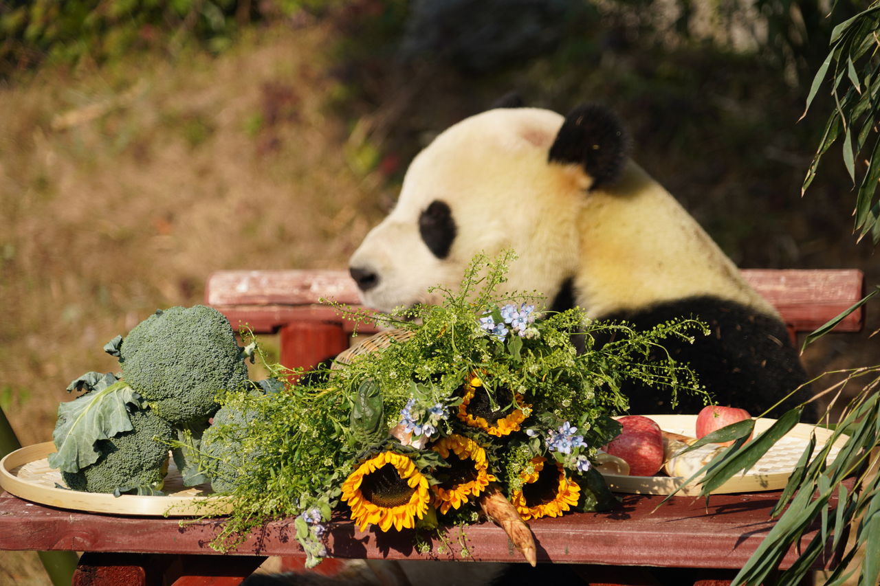 大熊猫“壹壹”在新家正式亮相。 受访单位供图