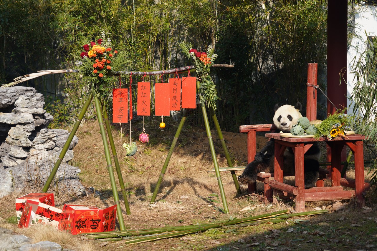 大熊猫“壹壹”在新家正式亮相。 受访单位供图
